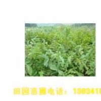 供應中農(nóng)短枝核桃苗，薄殼香核桃苗