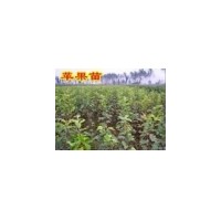 供蘋果苗 桃苗 棗苗 核桃苗 柿子苗 山西果苗