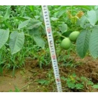 供應核桃苗 山西核桃苗 香菱核桃苗 8518核桃苗，晉龍核桃苗
