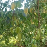 供應(yīng)中國(guó)廣西甜楊桃苗 四季甜楊桃 大果甜楊桃苗 楊桃苗