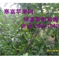 批發寒富蘋果苗