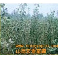 供應核桃苗，山楂苗，櫻桃苗，葡萄苗，棗苗