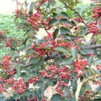供應花椒苗大紅袍花椒苗】【花椒苗價格】【花椒苗多少錢一株】