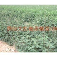 供應花椒苗 大紅袍花椒苗 山西花椒苗 大紅袍花椒苗價格