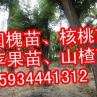 供應核桃苗 國槐苗 刺槐苗 油松 白皮松 側柏 蘋果苗