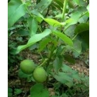果樹苗，核桃苗，蘋果苗，桃樹苗，山楂樹，杏樹