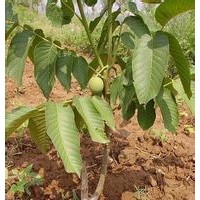 優質中林5號核桃苗