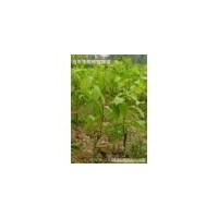 大型核桃苗木基地 專業銷售核桃苗，數量繁多價格優惠