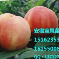 安徽寶鳳苗木寶鳳一號桃樹苗新品種價(jià)格