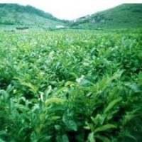 優(yōu)質板栗苗河北板栗苗江蘇板栗苗云南板栗苗價格