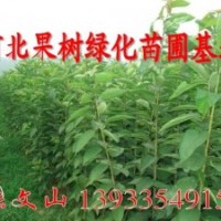 常年出售大櫻桃苗，梨樹苗，桃樹苗，蘋果樹苗-要的速聯(lián)系