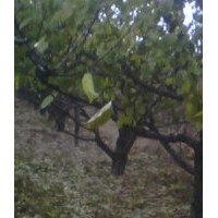 果樹，核桃苗，蘋果苗，桃樹苗，山楂樹苗，梨樹，杏樹