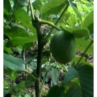果樹苗，核桃苗，蘋果苗，桃樹苗，山楂苗，柿子樹，梨樹