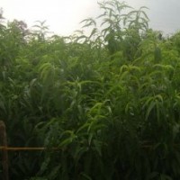 供應核桃苗，山楂苗，蘋果苗，梨樹苗，桃樹苗，櫻桃苗