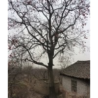 柿子樹 大規格柿子樹