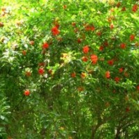 山東棗莊軟籽石榴，胭脂紅石榴