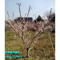 正宗突圍桃樹苗新品種|夏之夢桃樹苗價格