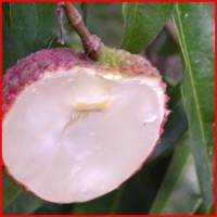 供應(yīng)荔枝苗 無(wú)核荔枝苗 妃子笑荔枝苗 糯米糍荔枝等等品種