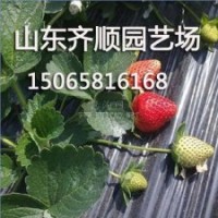 豐香草莓種苗，山東豐香草莓供應商