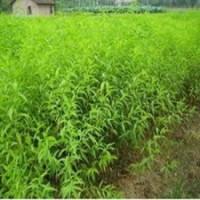 大量供毛桃苗山桃苗（需要訂貨嫁接的速聯系）