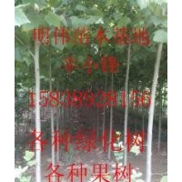 各種果樹小苗桃樹，梨樹，蘋果樹，核桃樹，柿樹，花椒樹等