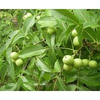 核桃苗，2cm以上核桃苗，占地核桃苗，大櫻桃苗，紅燈櫻桃苗