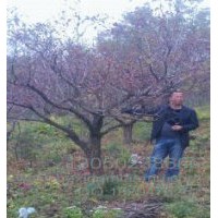 供應遼寧本溪桓仁山楂樹