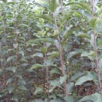 大量供核桃苗、蘋果苗、梨樹苗、山楂苗、櫻桃苗、柿子苗