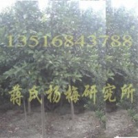 香泡樹價格