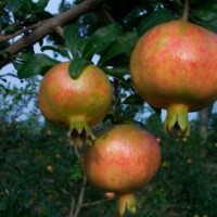 石榴苗、大紅袍石榴苗、蒙陽紅石榴苗、石榴樹苗