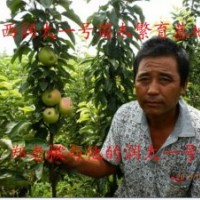 供應潤太一號、柱狀蘋果苗