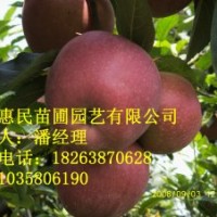供應(yīng)山東泰安實(shí)生 嫁接蘋果樹苗 0.5-4公分占地蘋果樹