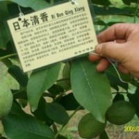 長期供應(yīng)核桃苗