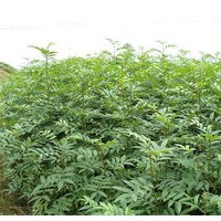 花椒苗 供應花椒苗 優質花椒苗