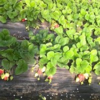 報價草莓種苗 優質草莓苗北京價格品種