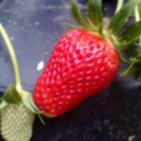 草莓苗哪里便宜 抗澇草莓苗品種