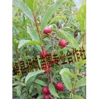 現貨出售歐梨苗（鈣果苗）鈣果苗價格，鈣果苗種植技術