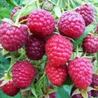 中林三號(hào)（大雙季）樹莓苗