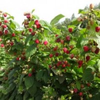 陜西樹莓 燈籠果苗 樹莓種植 樹莓價格 河南樹莓