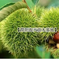 嫁接板栗苗，基地好品種板栗，結果快效益高