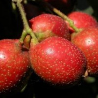 側柏苗 白皮松 油松 華山松 北欒樹苗 合歡苗