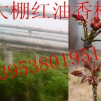 大棚高產(chǎn)泰山紅油香椿苗 效益高 保成活 贈大棚種植技術(shù)