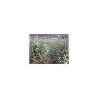 優價海棠苗-優質蘋果苗-低價海棠苗-煙富1/3/6