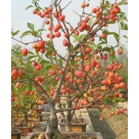 10長壽公分長壽果大苗，長壽果盆苗，長壽果小苗，蘋果苗，柿子苗