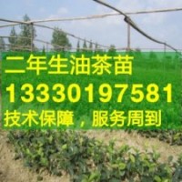 江西省宜春市高產油茶苗,袁州區,奉新,萬載縣嫁接油茶樹苗價格