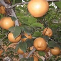 臨沂梨樹苗圖片，臨沂梨樹苗批發(fā)，臨沂梨樹苗價(jià)格，臨沂梨樹苗