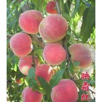 耐低溫，耐儲存的桃苗，迎霜紅桃苗，迎霜紅桃苗大量批發(fā)