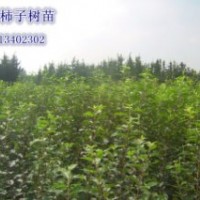大量供應柿子樹苗，服務走到，價格合理