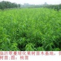 供應下半年苗木；海棠 長壽果 桃苗 山楂苗 蘋果苗 葡萄苗