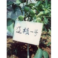 核桃苗，核桃苗，核桃苗，核桃苗，占地核桃苗，